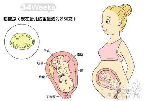 怀孕九个月胎儿发育过程图