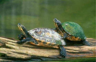 打井的时候要放两个乌龟在井里,这是为什么 不得不服古人的智慧 