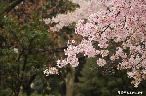 所有中华儿女的传统节日 清明节的由来,历史悠久令人感叹