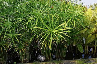 旱伞草冬天怎么养护,旱伞草是一种绿色植物，在一年四季中，它尤其在冬天需要特别的关注和养护