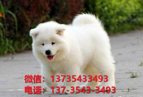 江门犬舍江门宠物狗出售萨摩耶犬网上卖狗买狗网站在哪有狗市场