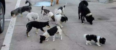 广州规定养犬 限高 71厘米,从化的街坊,你怎么看
