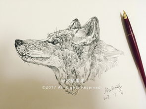 钢笔动物插画 狼