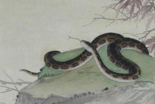 蛇蛇蛇 生肖蛇,2月份开始喜从天降,自己偷着乐吧