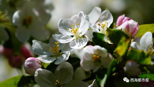 十二月开花的海棠树是什么品种？