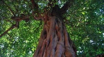 菩提树又叫什么树,菩提树本名叫什么 在中国有没有