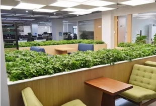 办公室的摆放哪些绿化的风水好点(办公室绿化植物摆放)