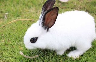 海棠兔摇头代表什么,兔子摇头是怎么了