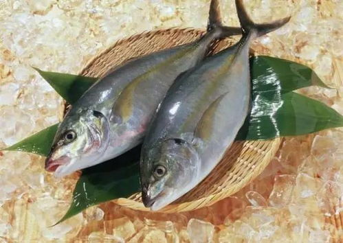 活八瓜鱼如何烹饪 请问八爪鱼怎么做才好吃 