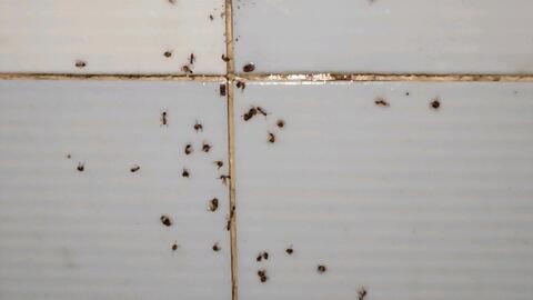 蚂蚁药不用再买了,自制蚂蚁药对人安全无害,消灭蚂蚁安全有效