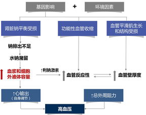 高血压患者高容量负荷的评估和管理专家建议 正式发布 开启中国高血压管理新维度