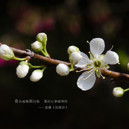 青梅花的花语,梅花的花语是?