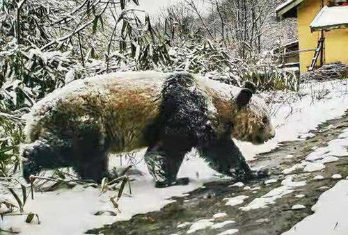 秦岭终南山下了一场雪,留下这么多奇怪的痕迹,到底是什么动物呢