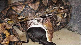 世界上最大的蟒蛇图片