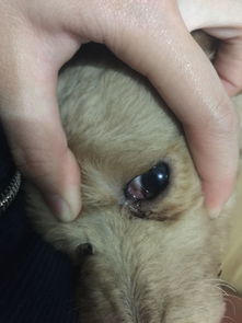 狗狗眼睛里这个是什么 眼屎巨多 然后还带点红色,眼睛周围都红了 