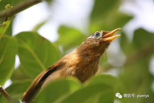 百余只画眉鸟救获放归自然,呼吁市民爱护野生动物