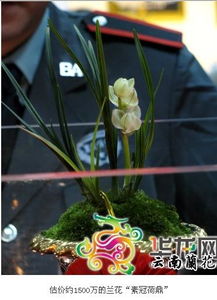 云南最贵的兰花品种？