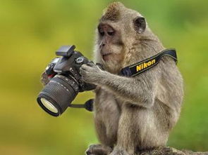 你以为野生动物摄影师很辛苦 其实是动物们辛苦啊