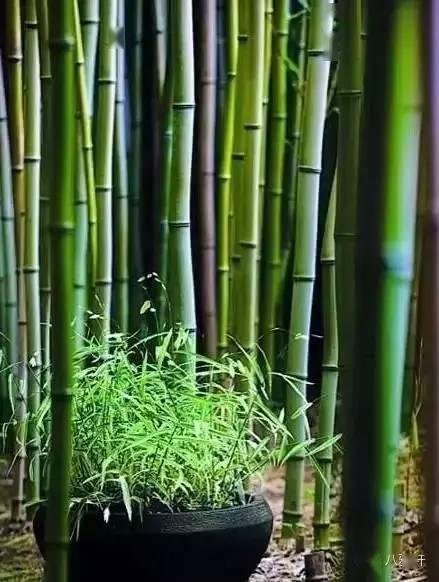 八雅轩丨 居 有 竹