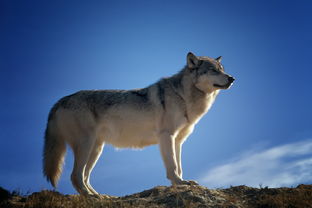  迷你世界狼怎么繁殖？全面解析狼的驯养与繁殖技巧