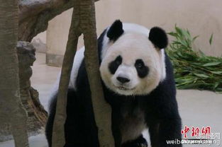 葛天否认假怀孕骗婚 称没有大熊猫聪明 