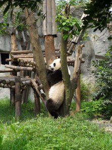 熊猫基地,熊猫基地旅游攻略 马蜂窝 