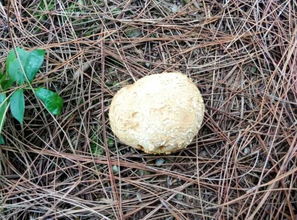 松树菇几月份有,松树林中的蘑菇在什么时候采？