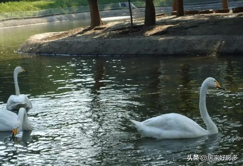 长春动植物园,长春动植物园门票多少钱？在长春那个位置。离火车站多远啊？-第4张图片