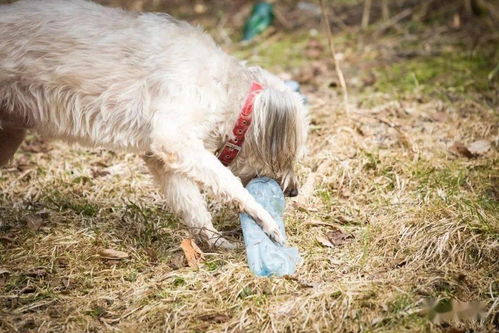 为什么很多狗喜欢把塑料瓶当玩具
