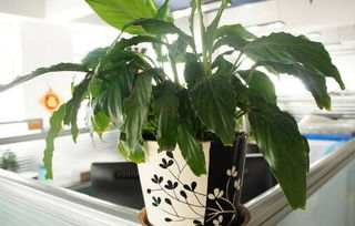 办公室内哪些地方不宜摆放植物 办公室植物摆放禁忌