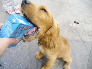 令许多养狗人士困扰的问题 狗狗到底能不能喝酸奶 