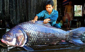 世界十大巨型淡水鱼 中国占了两种 第二种居然有毒-图2