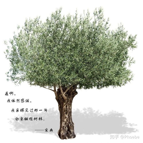 谢谢你们,阿瓒,冉冉,你们让我看到了最柔软的内心 白色橄榄树 