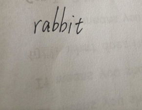 兔子的英文怎么写 