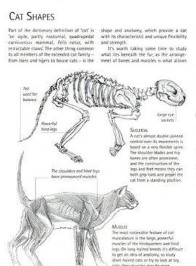 难道猫咪天生会缩骨功 真实原因有股淡淡的忧伤 猫咪骨骼详解