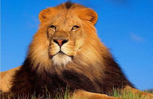 心理测试 四只狮子,哪一只最温和 测你和前任复合的概率有多大