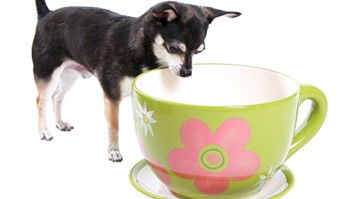 英商家推狗狗专用花茶 喝了能除口臭能让毛光亮