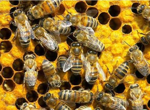 今天我的一箱中华蜜蜂好多蜜蜂出来到处乱飞是什么原因 