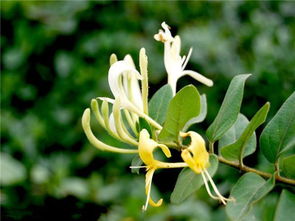 野生金银花与种植金银花的区别是什