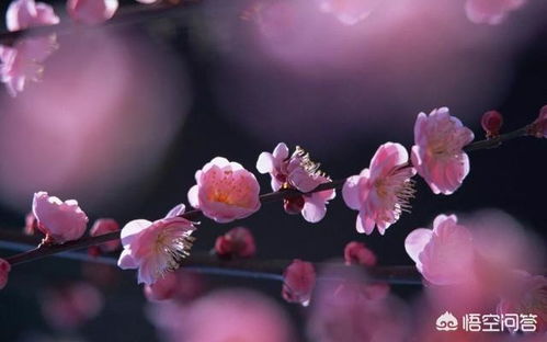 三生三世十里桃花 中4人曾封印擎苍,两人沉睡,一人身陨为何只有白浅没事