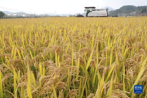 水稻什么时候收割最好,9月份割稻谷的日子