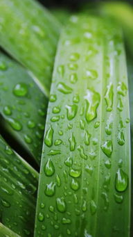 谷雨时节种谷天