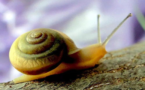 蜗牛怎样才能产卵,蜗牛怎么生宝宝
