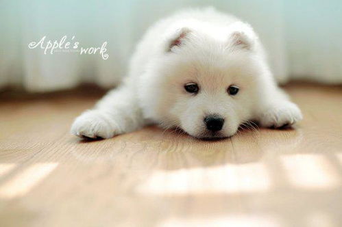 可以从很小长到很大,毛毛很长的白色狗狗叫什么名字 