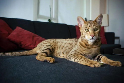 如何培育出世界上最贵的猫 阿舍拉猫
