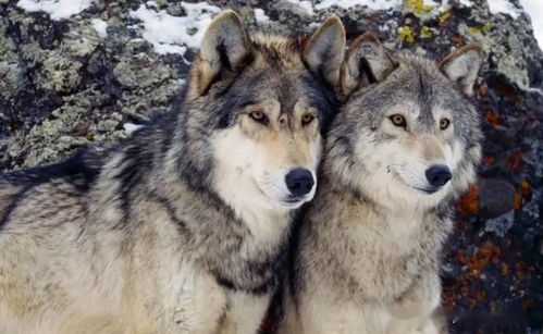 为什么狗长得五花八门呢 它们的祖先真的是狼吗 答案来了