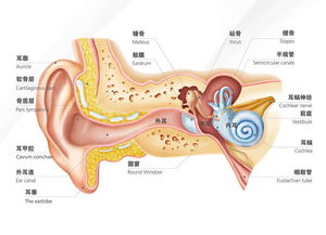 晚上常用耳机听白噪声助眠的人会不会损害听力有哪些科学依据(听白噪音睡觉有害吗)