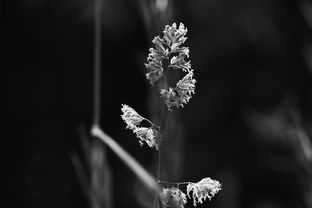 夏日柳树情，夏天写柳树的词语有哪些