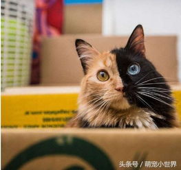 万中选一的绝美猫像是2只猫的合体,往下看到的毛色更是出乎意料 