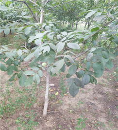 核桃树苗什么时候种,核桃树什么季节种植